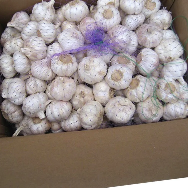 Alibaba high quality agricultural product chinese garlic with low price