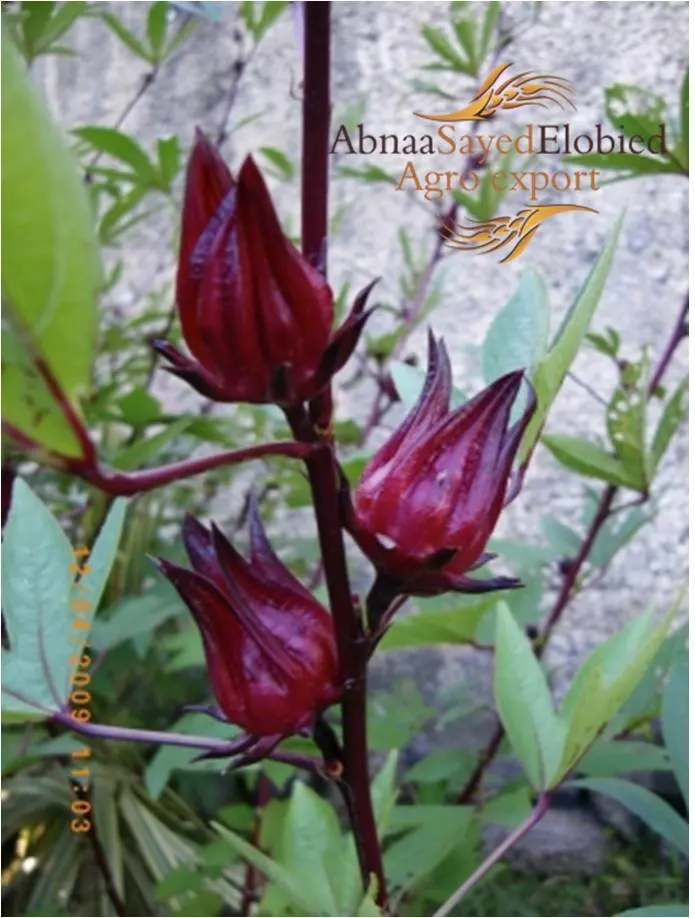 Elnasr Industrial Trading Co Limited Hibiscus Sudan Elnasr Industrial Trading Co Limited Hibiscus Sudan