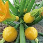 hybrid f1 zucchini seeds yellow round seed squash Zucchini seeds