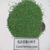 /product-detail/top-grade-coated-bermuda-grass-seeds-for-planting-62023348816.html