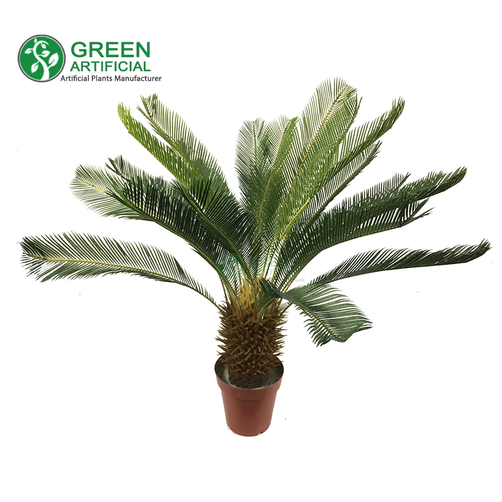 cycas revoluta palm tree