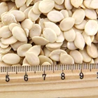 edible chinese watermelon seed kernel price