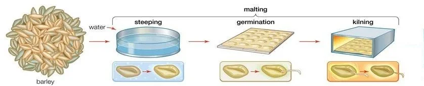 Malting Process 01 Orange