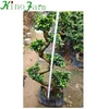 /product-detail/s-shape-ficus-bonsai-60794720835.html