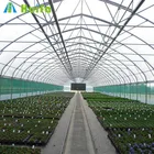 China low cost vegetable tunnel greenhouse