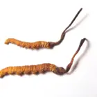Yarsagumba Capsule/Cordyceps Capsule extract Best-selling with GMP Factory