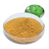 Organic angelica root extract powder / angelica root extract / dong quai extract ligustilide free samples