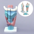 Magnified Human Larynx Model shows the morphology and structure of the respiratory tract and phonetic organ.