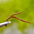 Single bud Diet black Mountain Herbs China Black Tea