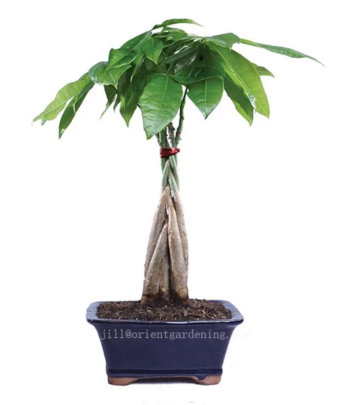 good luck money tree