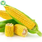 Wholesale price iqf frozen sweet corn cob