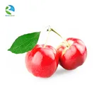 GMP factory natural apple extract phloretin