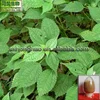 /product-detail/new-arrival-hot-sales-sitosterol-organosilicone-nettle-extract-for-nettle-leaf-tea-60037868893.html