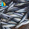 competitive price Farm Raised Iqf bulk packing frozen anchovy