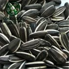 Wholesale Non-GMO Black Oil Sunflower Seeds Ukraine Market Price