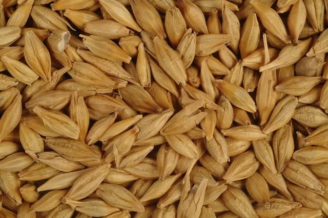 barley-seeds.jpg