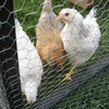 /product-detail/rabbit-chicken-cage-pvc-coated-welded-wire-mesh-anti-corrosive-iso-sgs-listed-62219436125.html