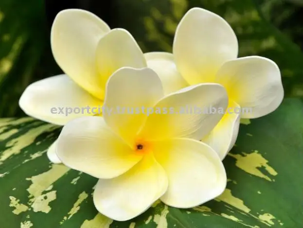 hawaiian eva foam flower plumeria frangipani ( super thin light