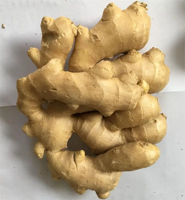 ginger.jpg