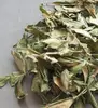 Natural dried herb wild Gymnema sylvestre Retz Schult stem and leaves herbal medicine