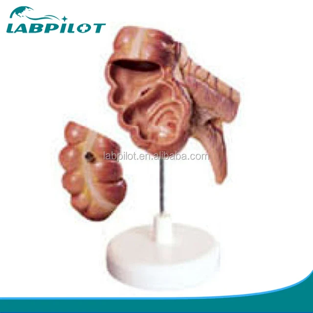 medical model of human caecum and appendix, human anatomy model