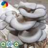 /product-detail/oyster-mushroom-spawn-to-sale-suppliers-price-60763474638.html