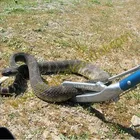 Snake Stick Snake BSTW High Quality Snake Catcher Stick For Snake Repeller