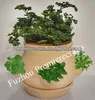 Mini garden DIY ceramic planter pots grow your own