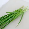 Evergreen Asian vegetable seeds of Garlic Chives for all seasons growing