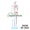 Plastic artificial Human Anatomy Skeleton with Painted Muscles 85CM