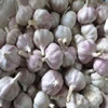 Supply Chinese Fresh White Garlic 3p / 4p / 5p
