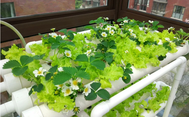 aquaponics hydroponics growing tube