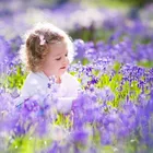 Bulk Pure Natural Essential Lavender Oil