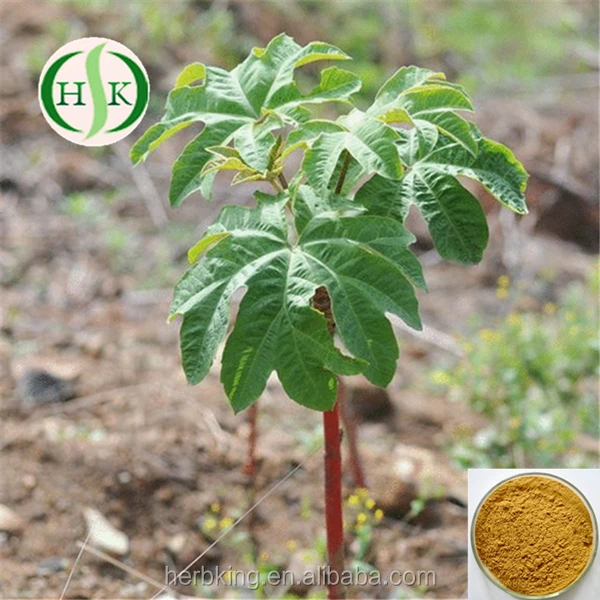 tetrapanax papyriferus powder factory supply akebia caulis