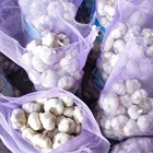New Crop Fresh Garlic from Shandong, China