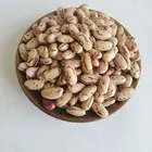 2018 Chinese good color light speckled kidney beans long shape for sale