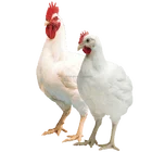 Liver Protect Feed Additive To Poultry
