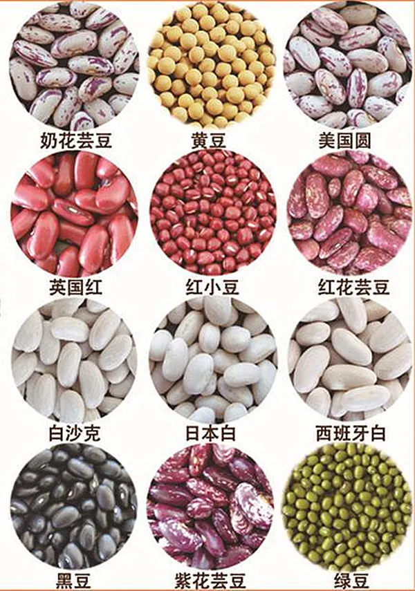 wholesale white kidney bean for food