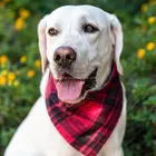Custom pet accessories pure cotton bandanas for dogs