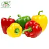 High quality factory price colourful bell pepper