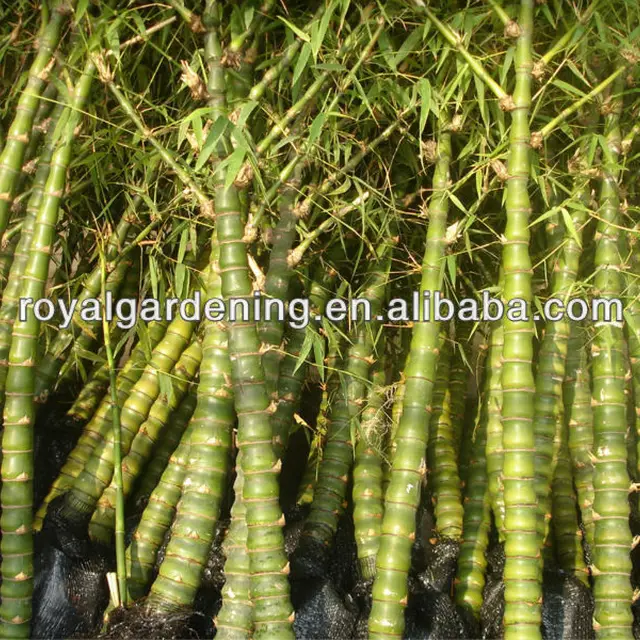 bambusa ventricosa ( chinese bamboo ) outdoor plant for