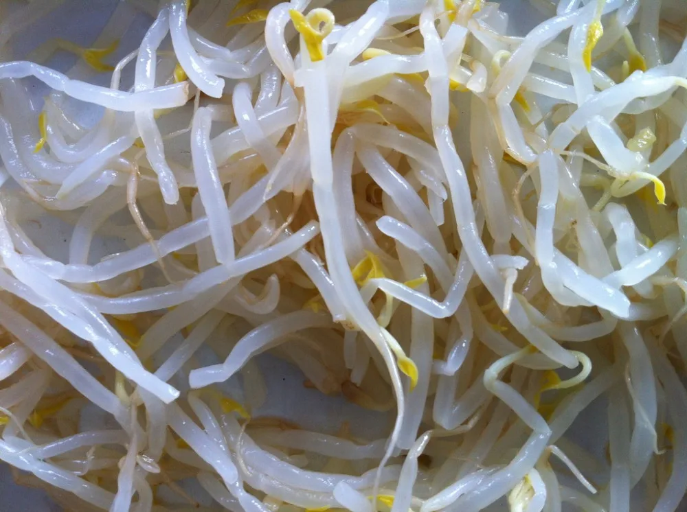 canned soybean sprout 5.jpg