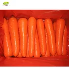 China Fresh Bulk Carrot For Sale Price