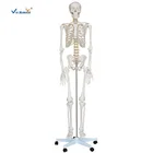 Skeleton Model Skeleton Model Life Size Human Anatomy Skeleton Model Science Toy Human Skeleton Model 180cm