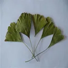 Dried Dried Herbs Chinese Traditional Medicinal Herb Dried Leaves Folium Ginkgo Yinxingye Ginkgo Leaves