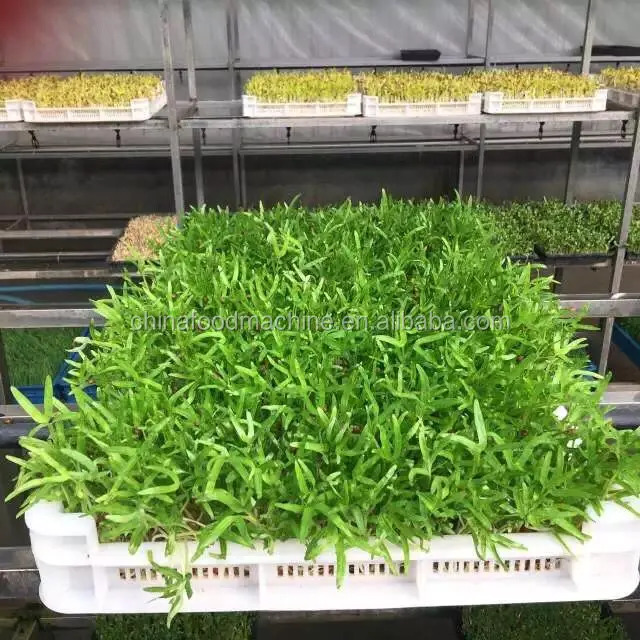 Automatic Germination/Barley Wheat Seeds Germinating Machine/Fodder Sprouting Machine Pasen Machine for Seeds Germ manufacture