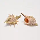 Shell Pendant Shellshellshell Necklace Pendant New Wholesale Sea Shell Jewelry Pendant Necklace Charm Pendant