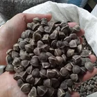 Favorable price best quality Moringa Oleifera Seeds/Moringa seeds/Moringa seed in bulk supply