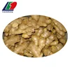 GAP China Fresh Ginger Price from Production Area, China Ginger Price, Fresh Ginger