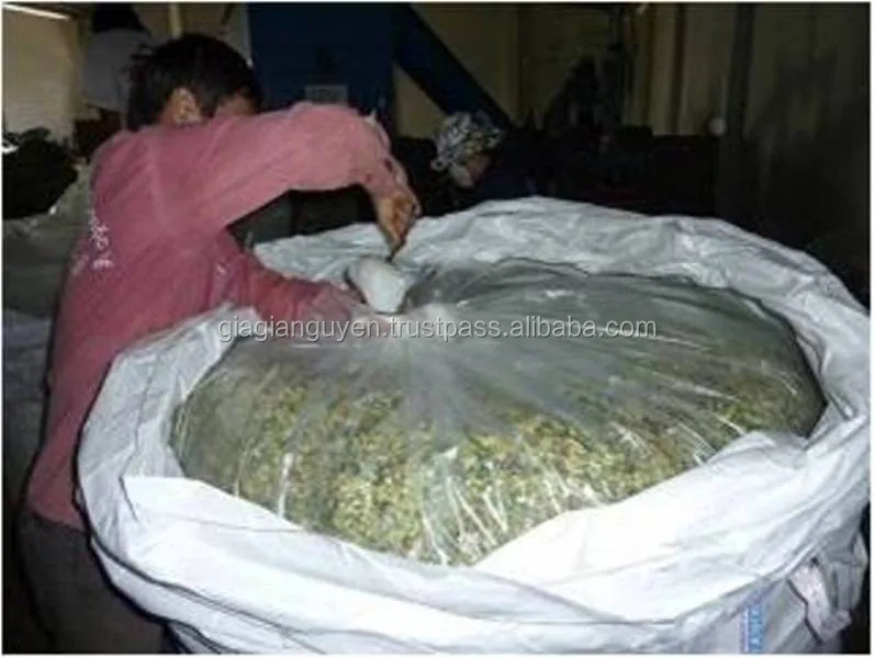 CHEAP CORN SILAGE FOR CATTLE FEED FROM VIETNAM